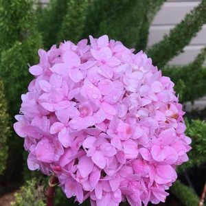 Meet your Posher, Molly